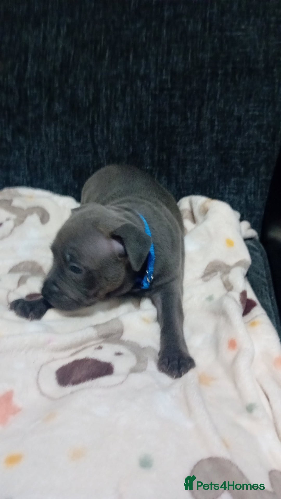 Staffordshire Bull Terrier dogs for sale: **Gorgeous blue staffy pups** - Advert 18