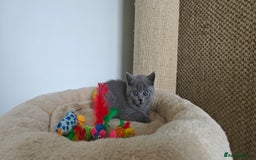 British Shorthair cats for sale: British shorthair blue/lilac kittens  - Image 10