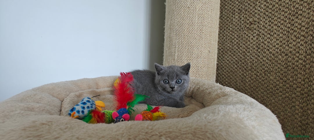 British Shorthair cats for sale: British shorthair blue/lilac kittens  - Image 10