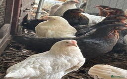 Chickens poultry for sale: Pol hybrid dark, blue and olive egg layers  - Image 12