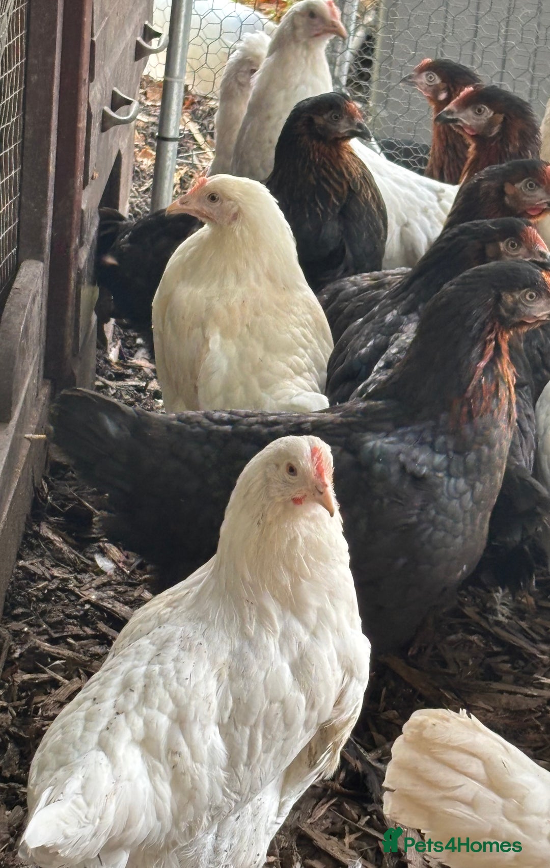 Chickens poultry for sale: Pol hybrid dark, blue and olive egg layers  - Image 12