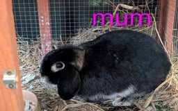 Lionhead rabbits for sale: Black otter lop x lionhead 8 week old rabbits  - Image 3