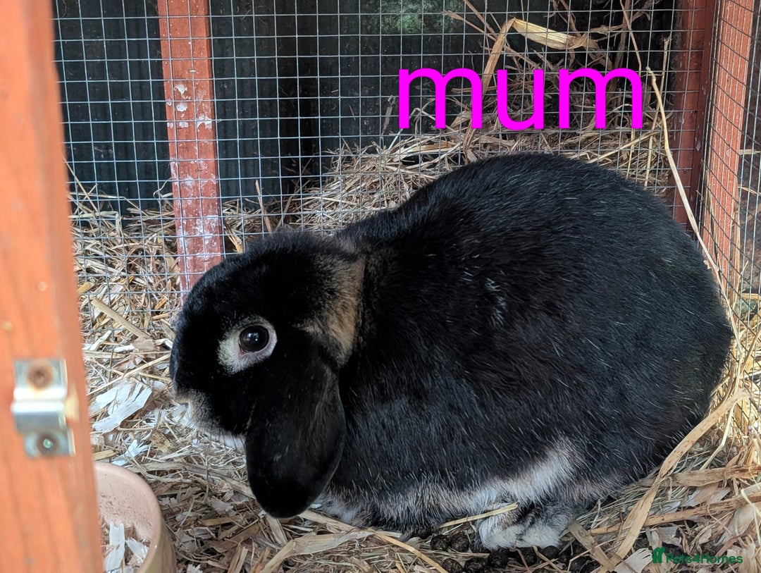 Lionhead rabbits for sale: Black otter lop x lionhead 8 week old rabbits  - Image 3