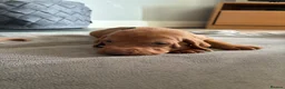 Hungarian Vizsla dogs for sale: Gwens puppies 🐾 - Advert 9