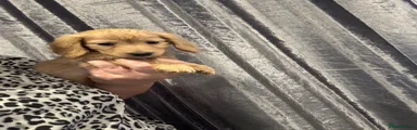 Dachshund Puppy 2
