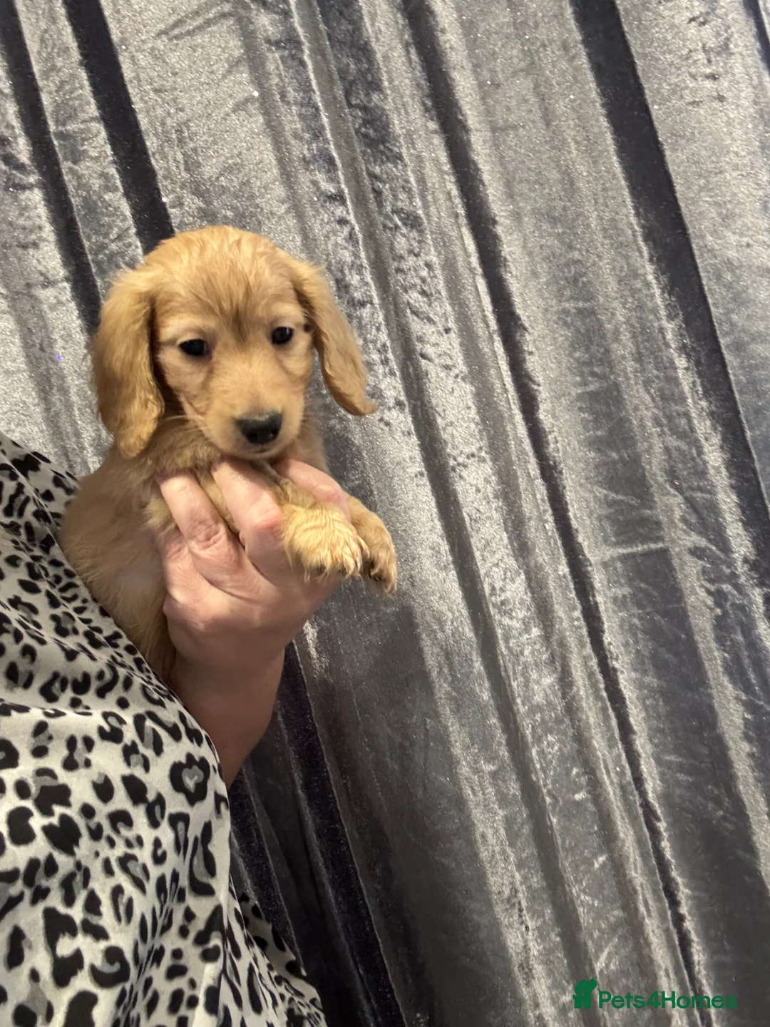 Dachshund dogs for sale: Longhaired KC registered cream amazing bloodline  - Advert 1