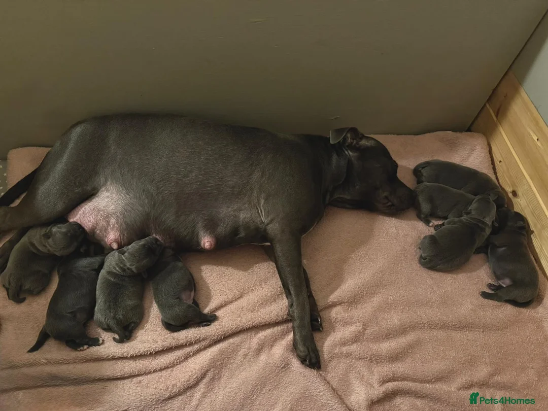 Staffordshire Bull Terrier dogs for sale: SUPERIOR BLUE STAFFORDSHIRE BULL TERRIER PUPS  - Advert 18