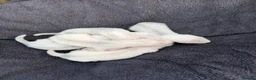 Ferret rodents for sale: Baby ferrets for sale  - Advert 2