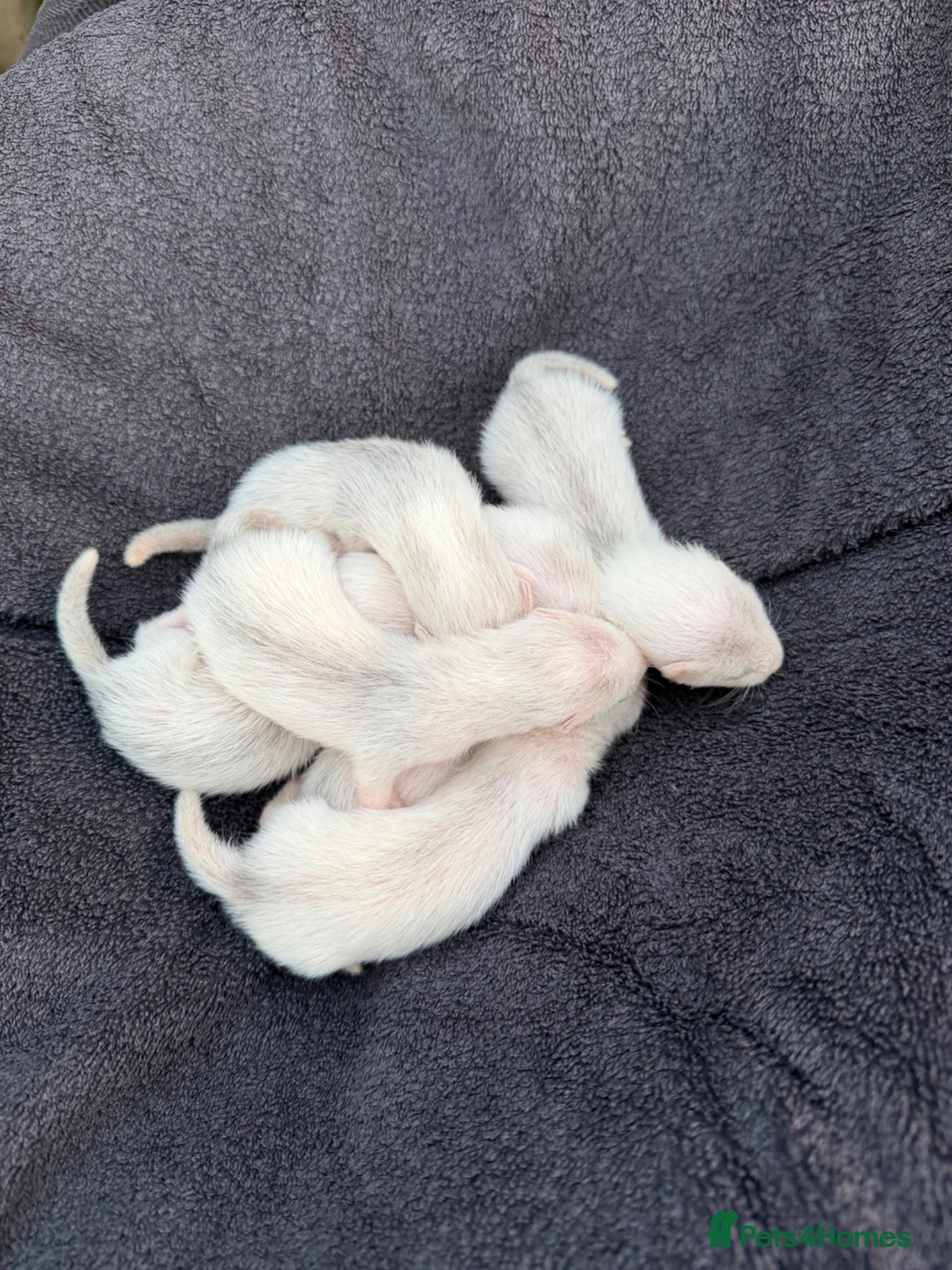 Ferret rodents for sale: Baby ferrets for sale  - Advert 2