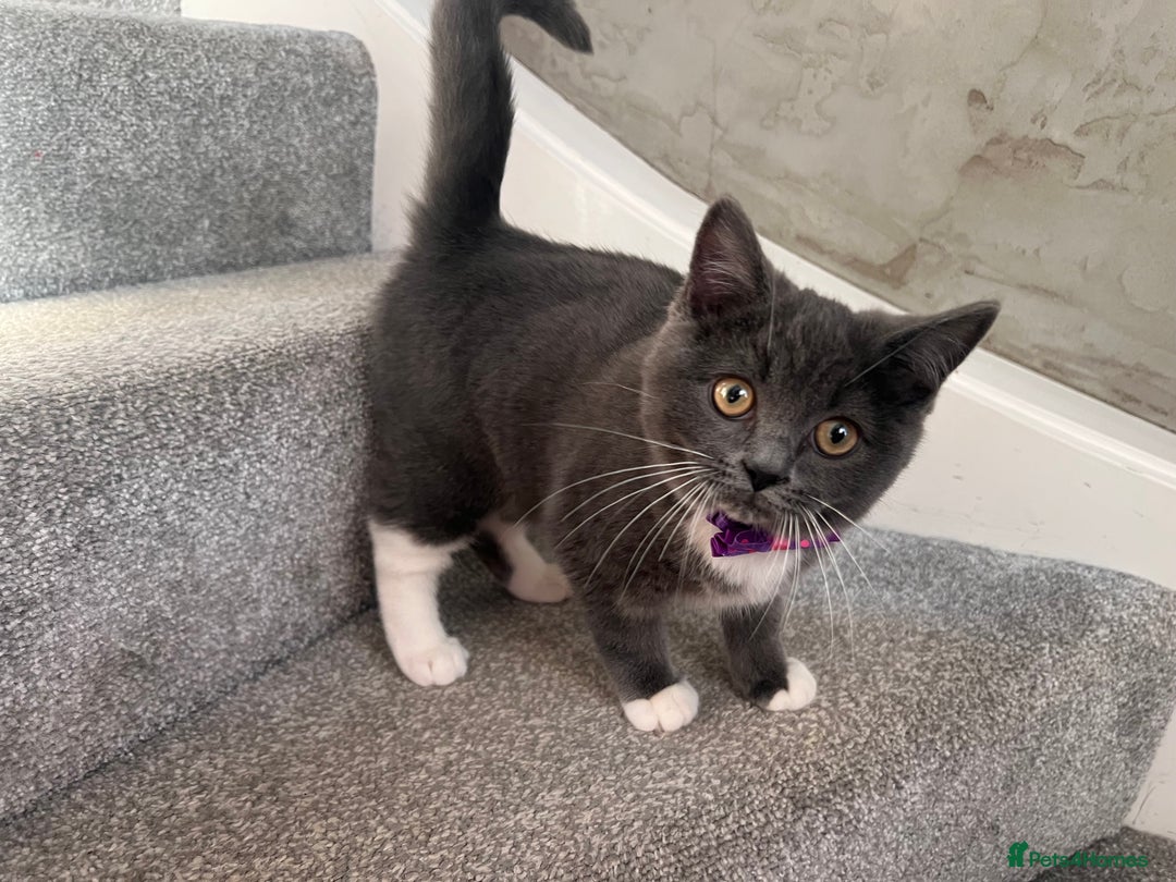 Ragdoll cats for sale: 😍Ragdoll&British Shorthair Mix😍 - Advert 1