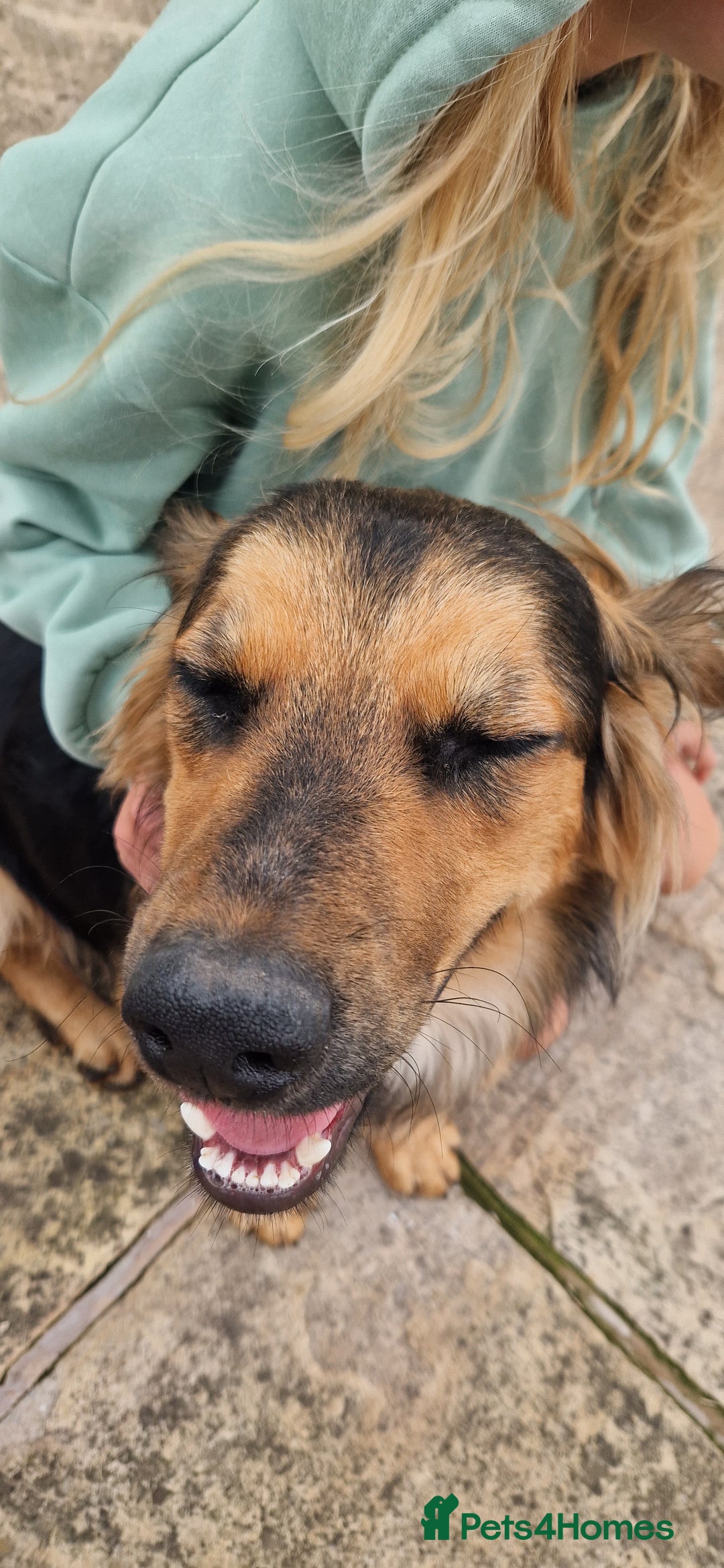 Mixed Breed dogs for sale: 10 month old  Frank, Our GSDxSpringer Spaniel - Image 6