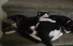 Domestic Shorthair cats for sale: 3 male kittens for sale - Image 8