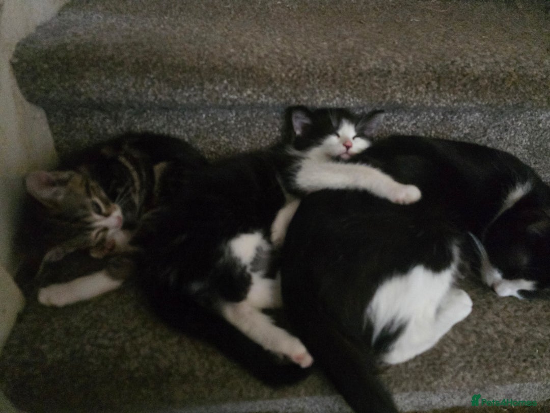 Domestic Shorthair cats for sale: 3 male kittens for sale - Image 8