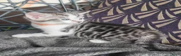 Mixed Breed cats for sale: Bengal mix  - Advert 30