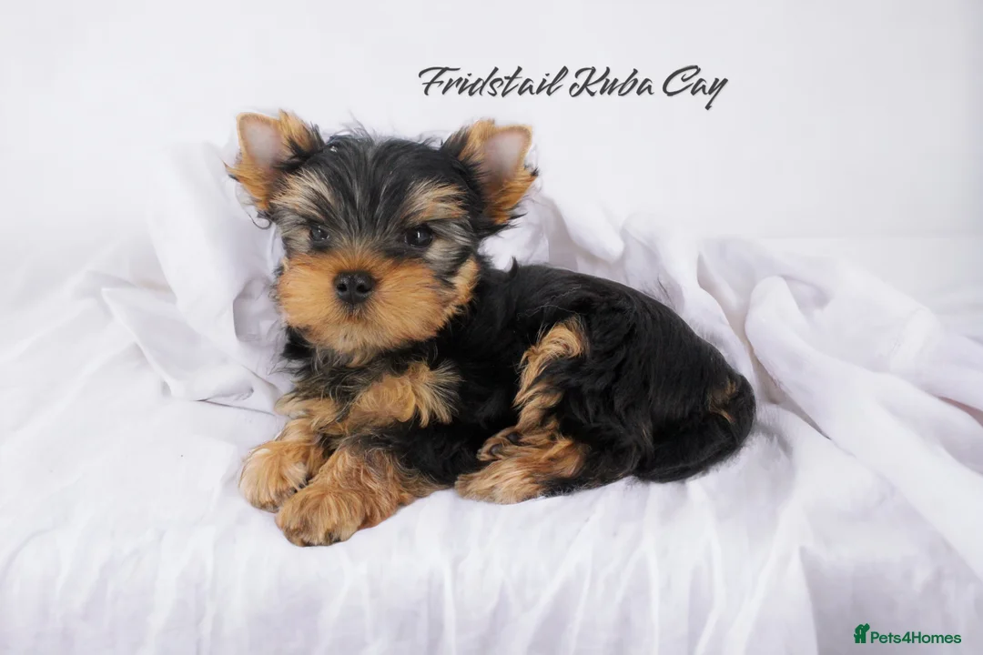 Yorkshire Terrier dogs for stud: Super small Yorkie with short muzzle DNA tested in Sheffield - Advert 28