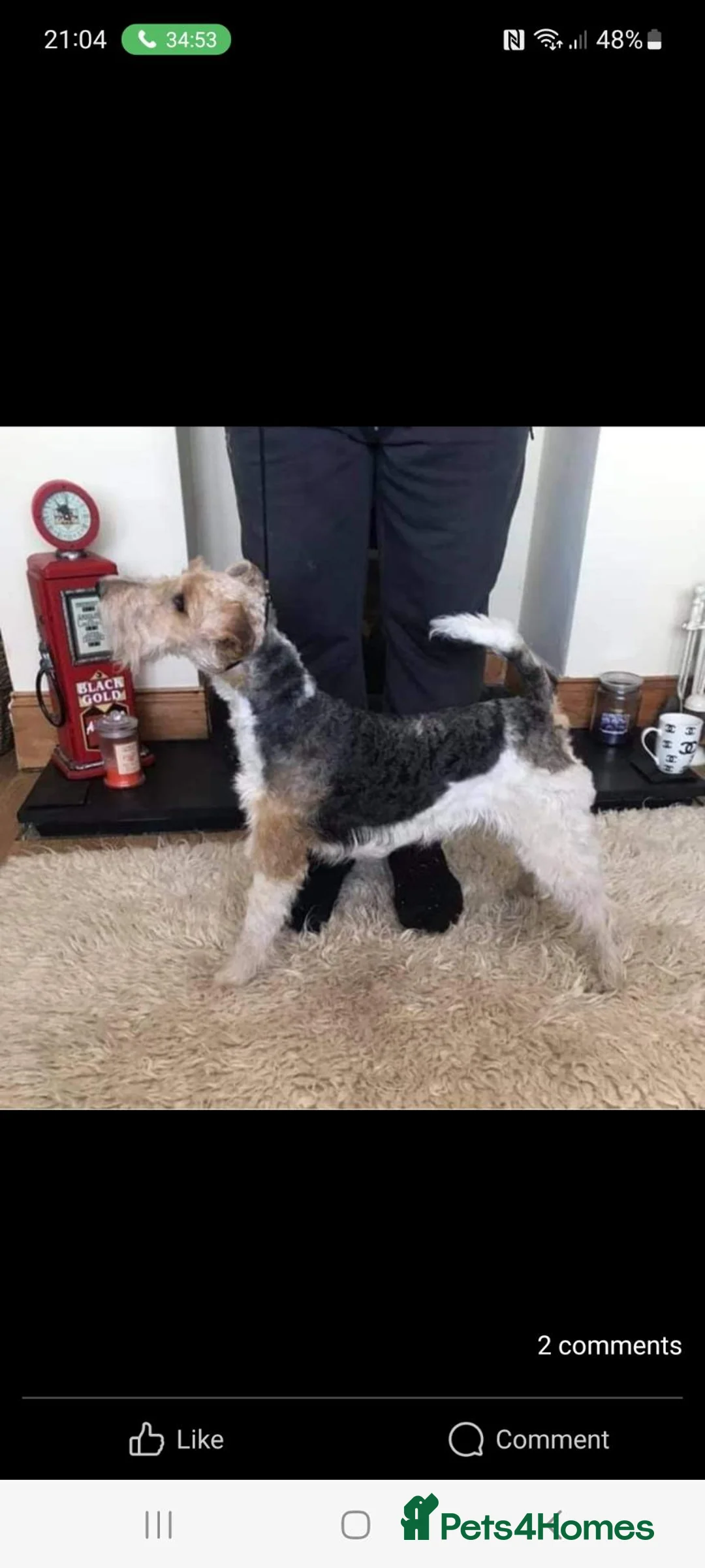 Fox Terrier dogs for sale: Beautiful Wire haired fox terrier girl for sale in Durham - Advert 2