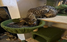 Savannah cats for sale: Savannah F4 girl kittens - Image 30
