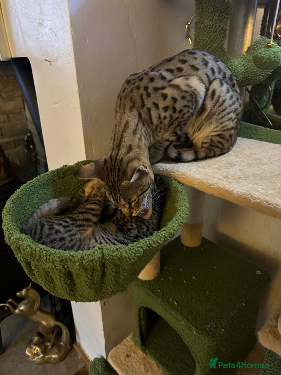 Savannah cats for sale: Savannah F4 girl kittens - Image 30