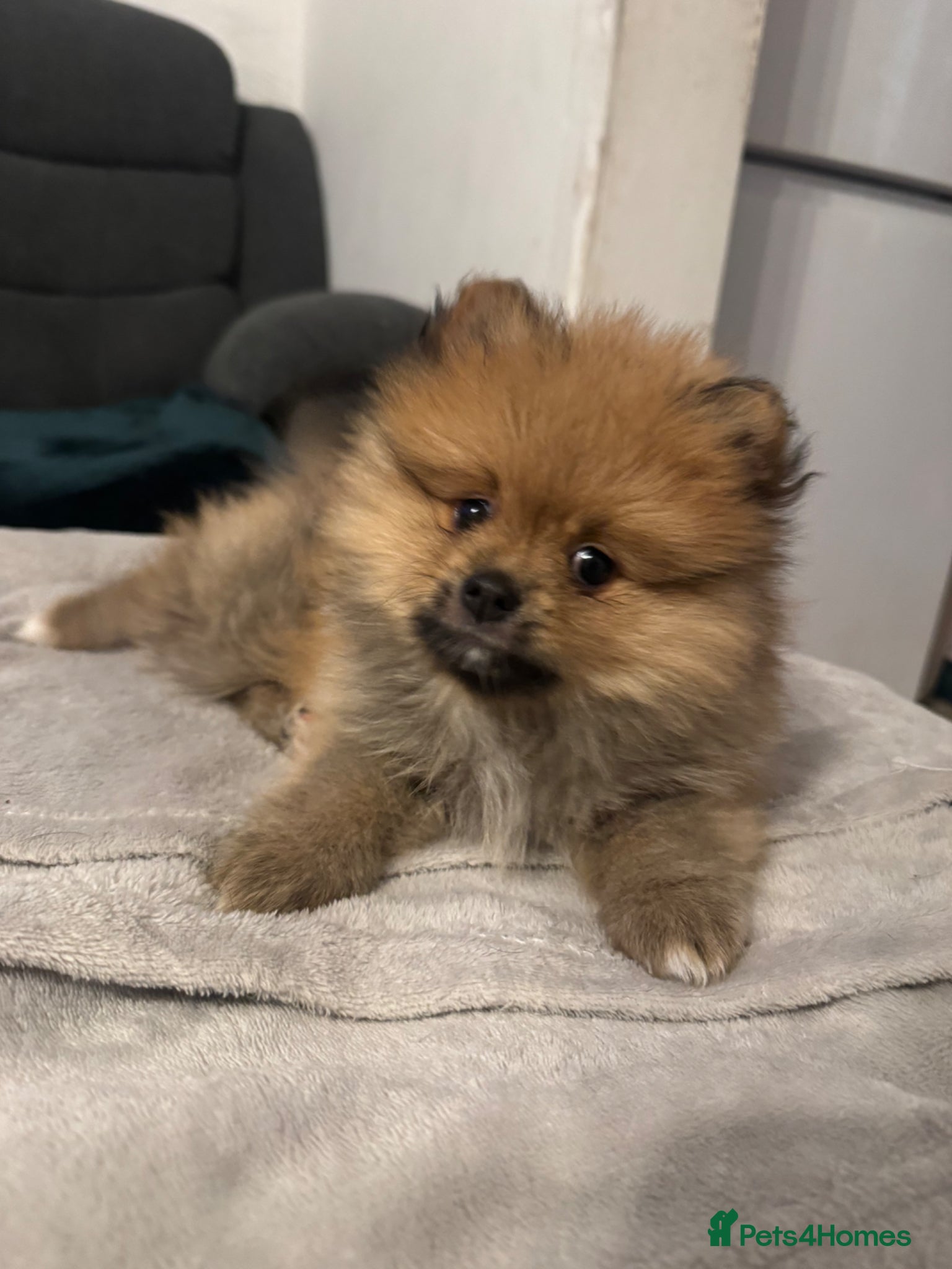 Pomeranian dogs for sale: ⭐️teddy bear Pomeranian ⭐️ - Advert 6