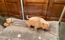 Italian Greyhound dogs for sale: ITALIAN GREYHOUND PUPPIES  - Advert 21