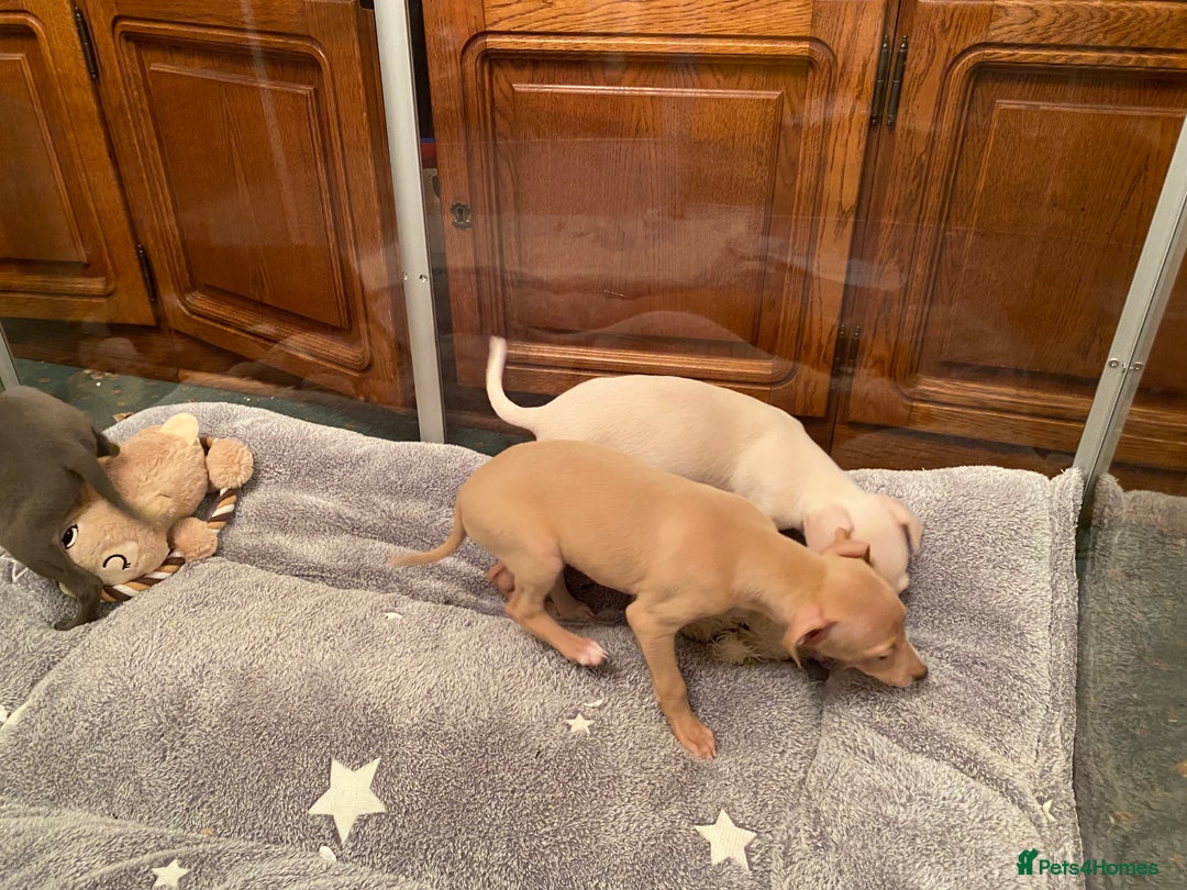 Italian Greyhound dogs for sale: ITALIAN GREYHOUND PUPPIES  - Advert 21