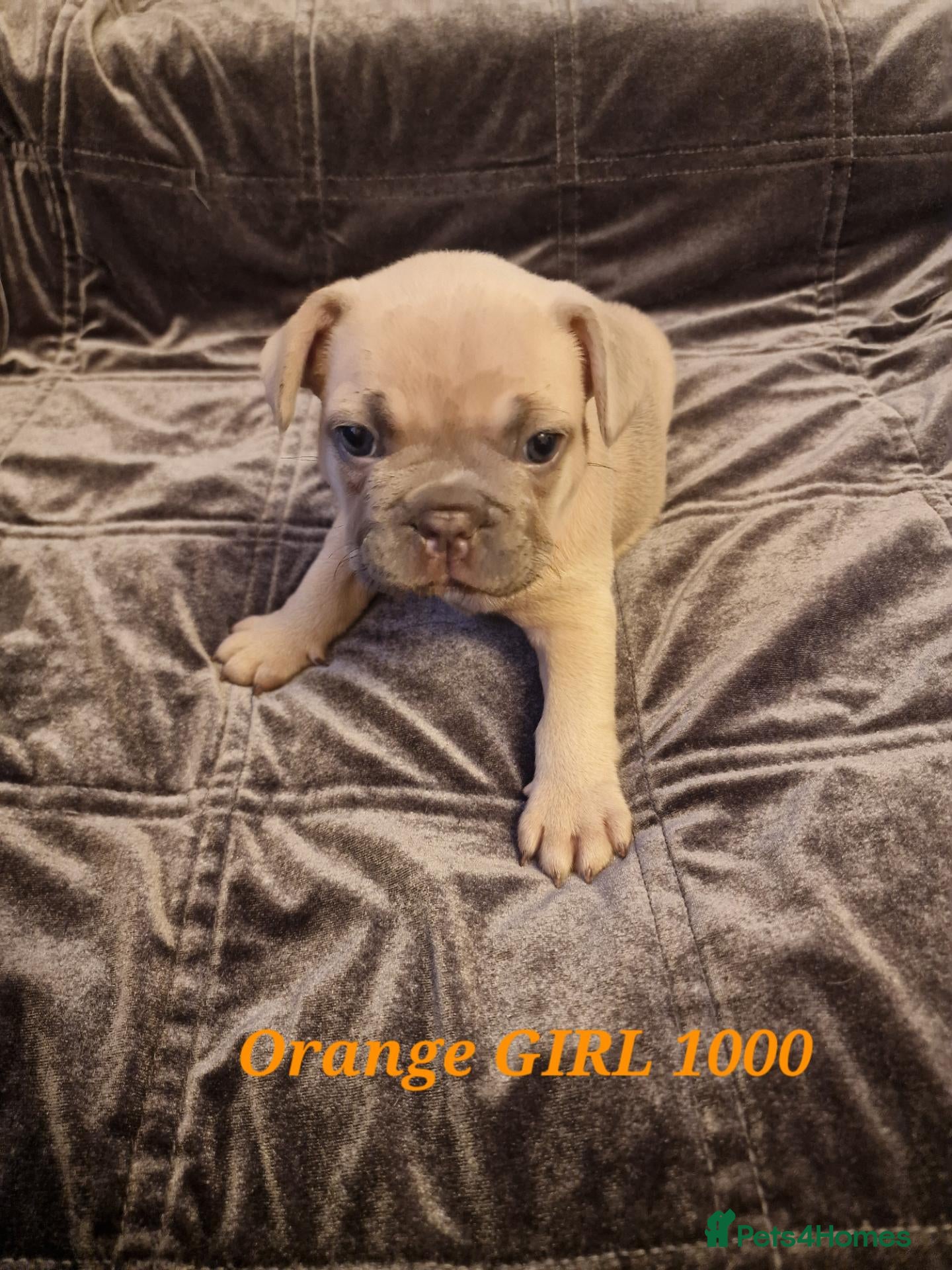 French Bulldog dogs French bulldog puppies  - Advert 14