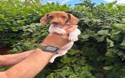 Miniature Dachshund dogs for sale: Pure Piebald Miniature Dachshunds Champion Lines - Image 18