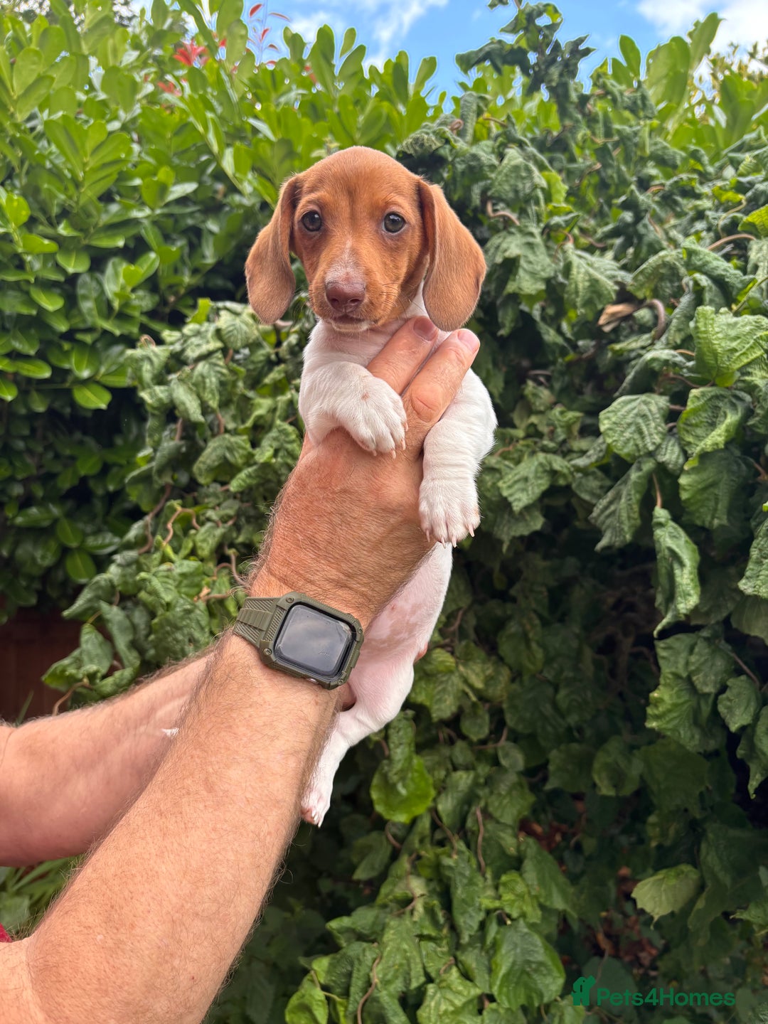 Miniature Dachshund dogs for sale: Pure Piebald Miniature Dachshunds Champion Lines - Image 18