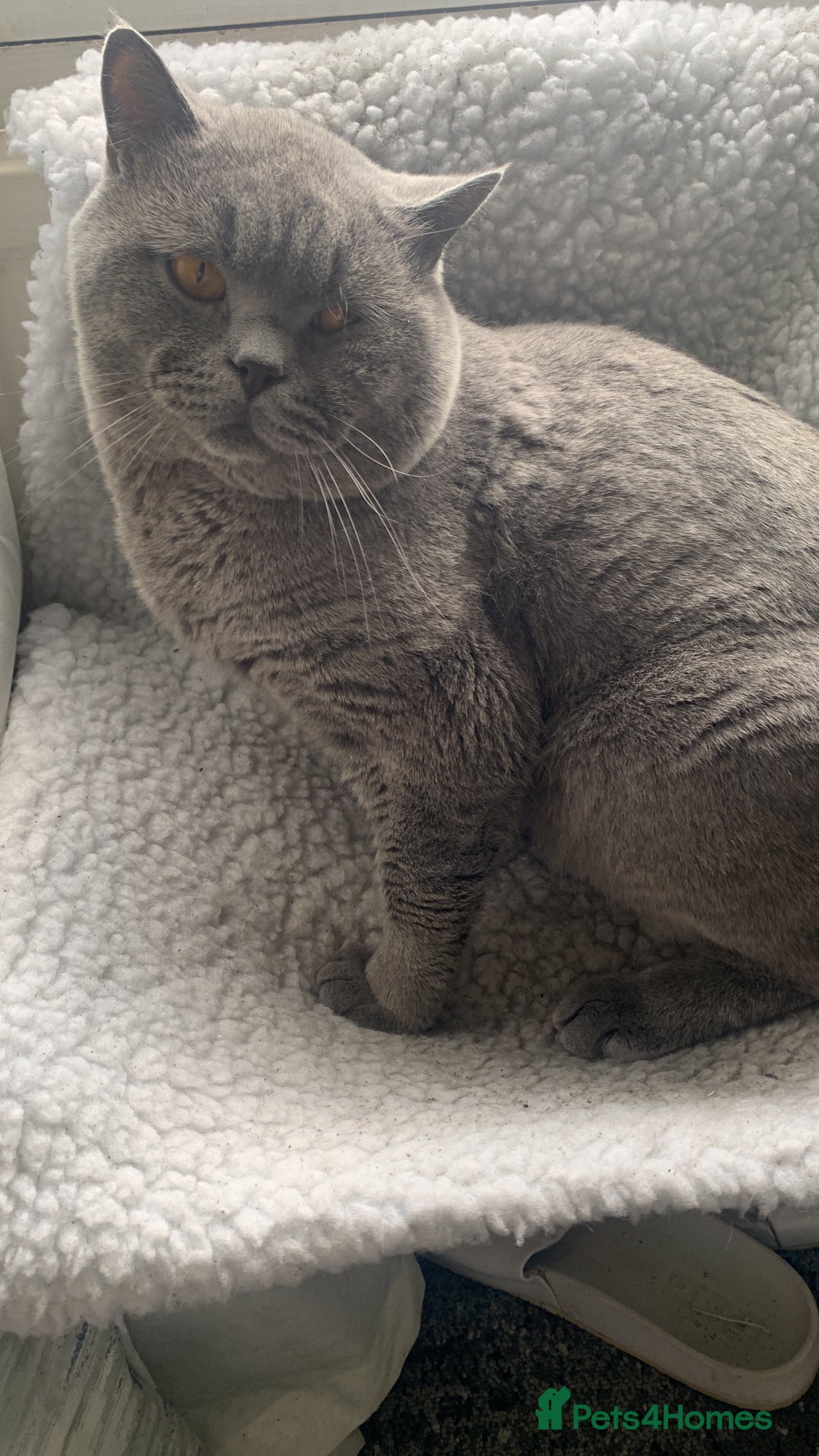 British Shorthair cats for sale: British Blue Kittens - Image 5