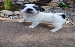 Jack Russell dogs for sale: Jack Russell/Pug puppies  - Image 7