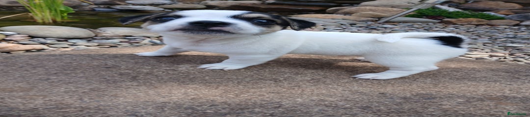 Patch-female