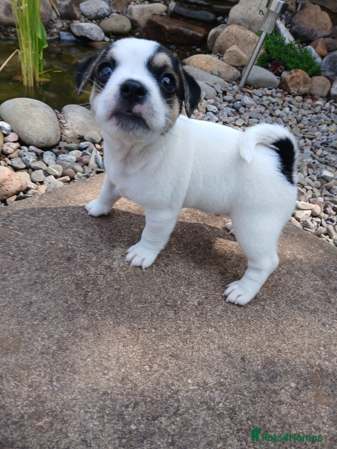 Jack Russell dogs for sale: Jack Russell/Pug puppies  - Image 7