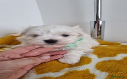 Maltese dogs for sale: Maltese pure breed 3xBoys ready on 14 December  - Advert 5