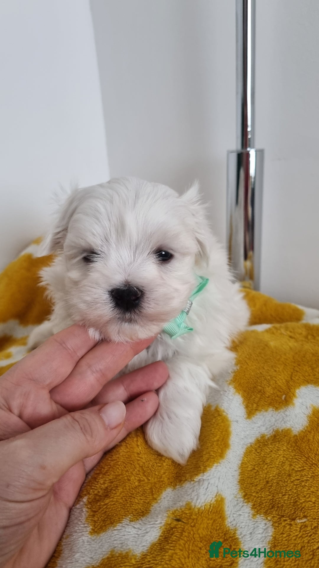 Maltese dogs for sale: Maltese pure breed 3xBoys ready on 14 December  - Advert 5