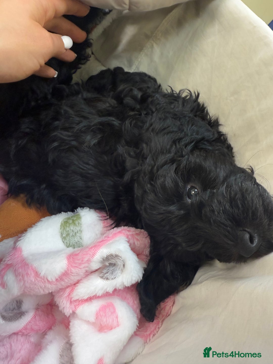 Cavapoo dogs for sale: Cavapoo puppies - Advert 13