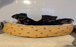 Yorkshire Terrier dogs for sale: Adorable Yorkshire terrier puppies available  - Image 8