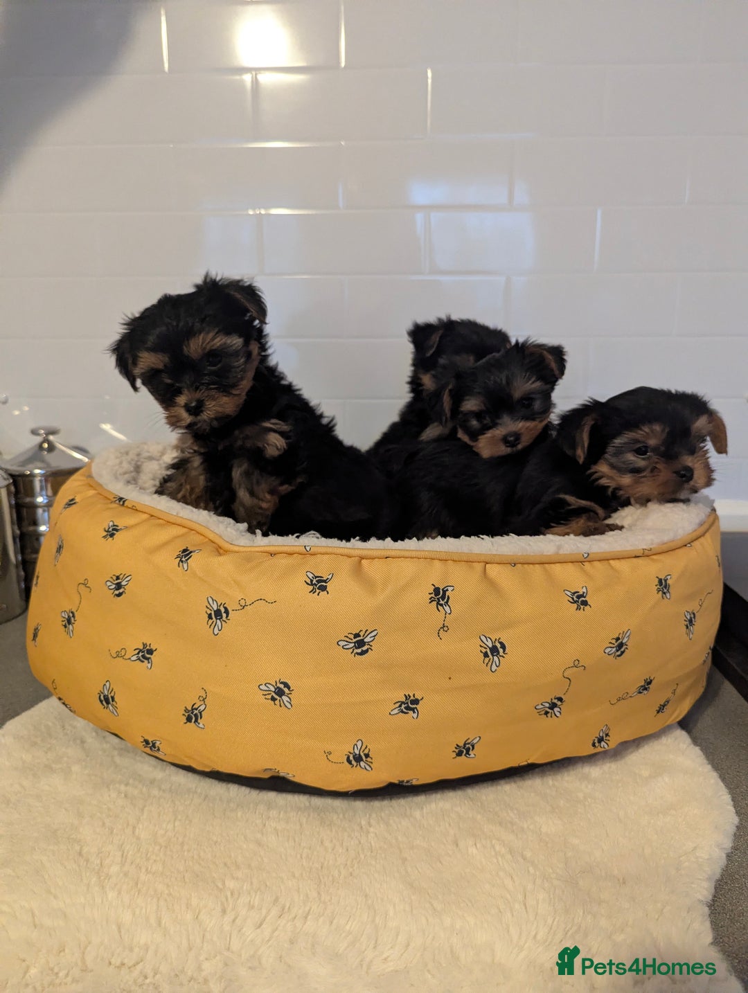 Yorkshire Terrier dogs for sale: Adorable Yorkshire terrier puppies available  - Image 8