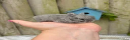 Netherland Dwarf rabbits for sale: Netherland dwarf rabbits - Advert 6