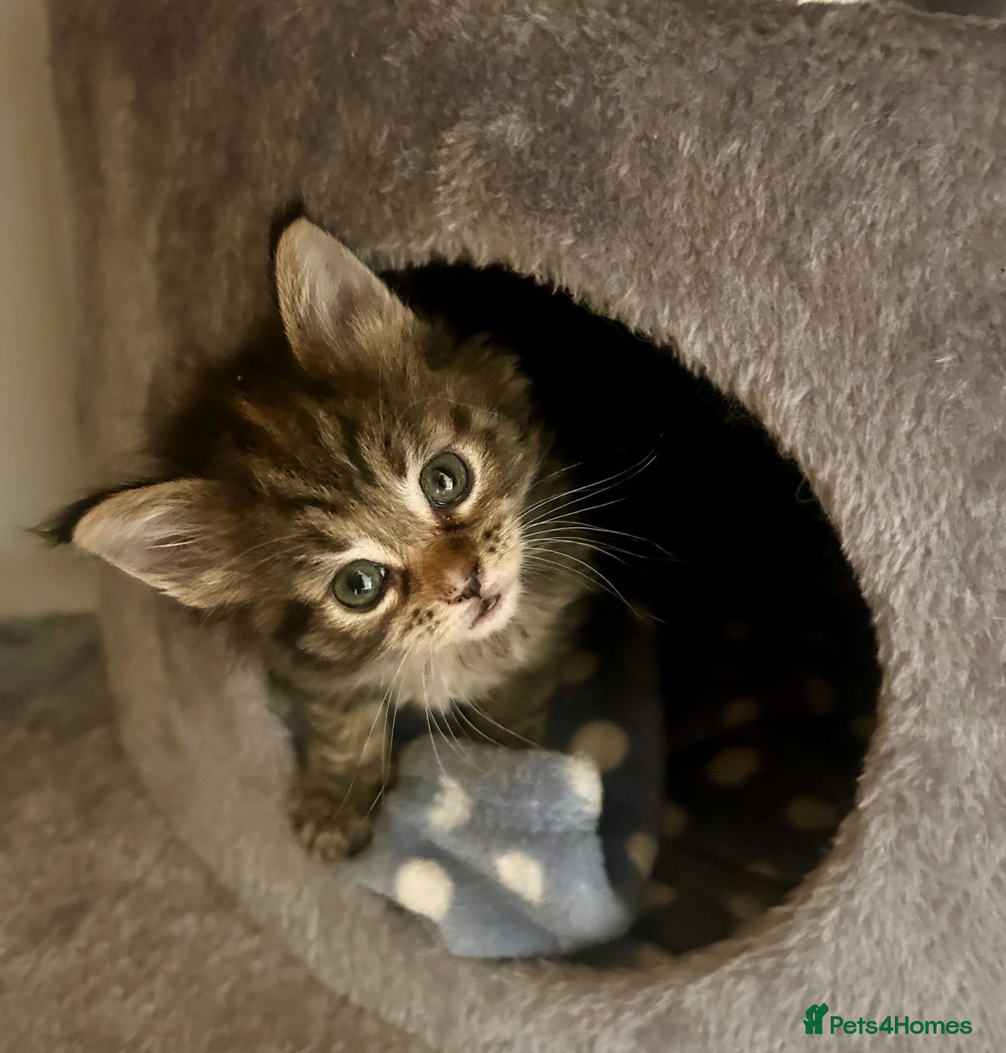 Ragcoon cats Beautiful Ragcoon kittens 🐱  - Advert 3