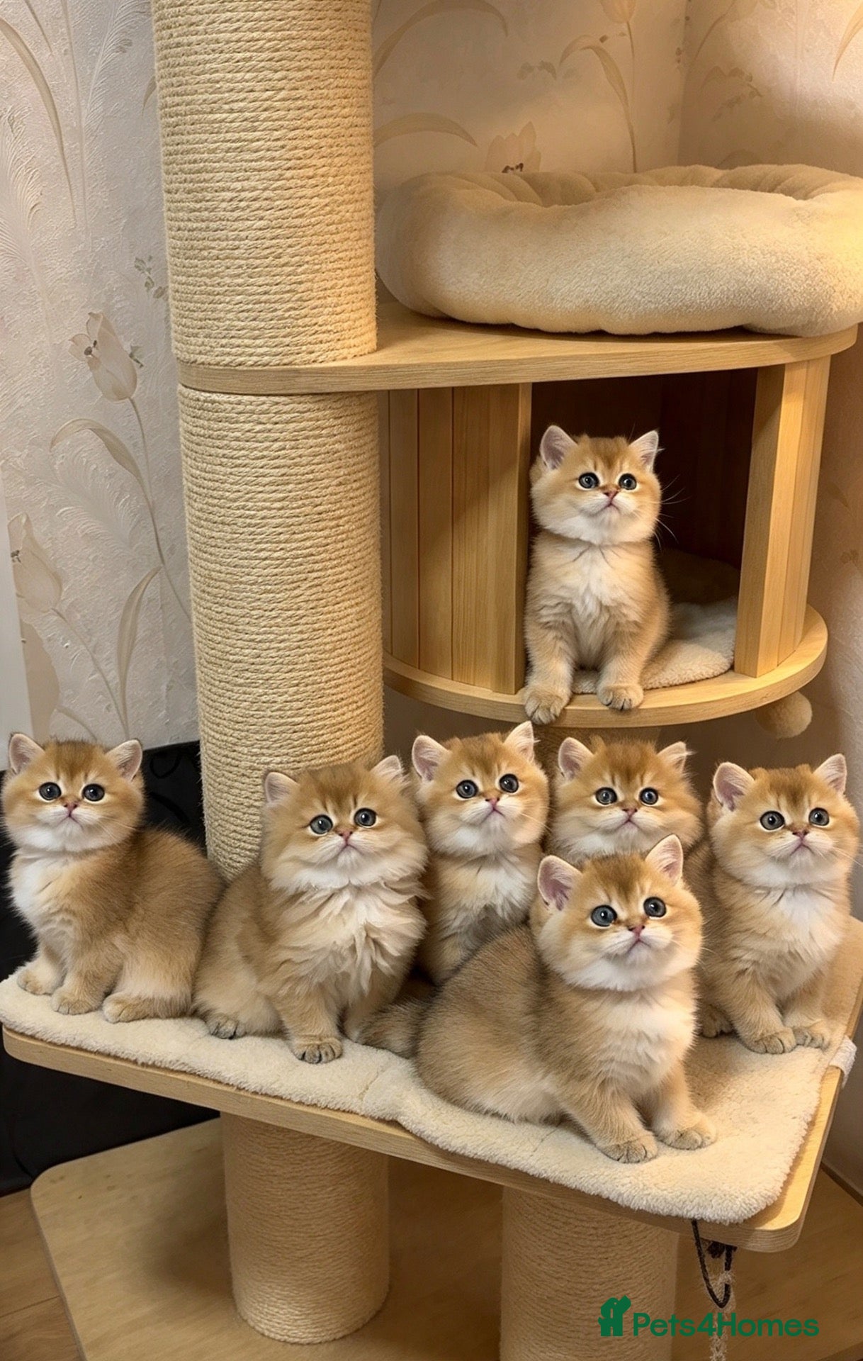 British Shorthair cats for sale: 🌟PREMIUM GOLDEN BRITISH SHORT/LONGHAIRS 🌟 - Advert 1