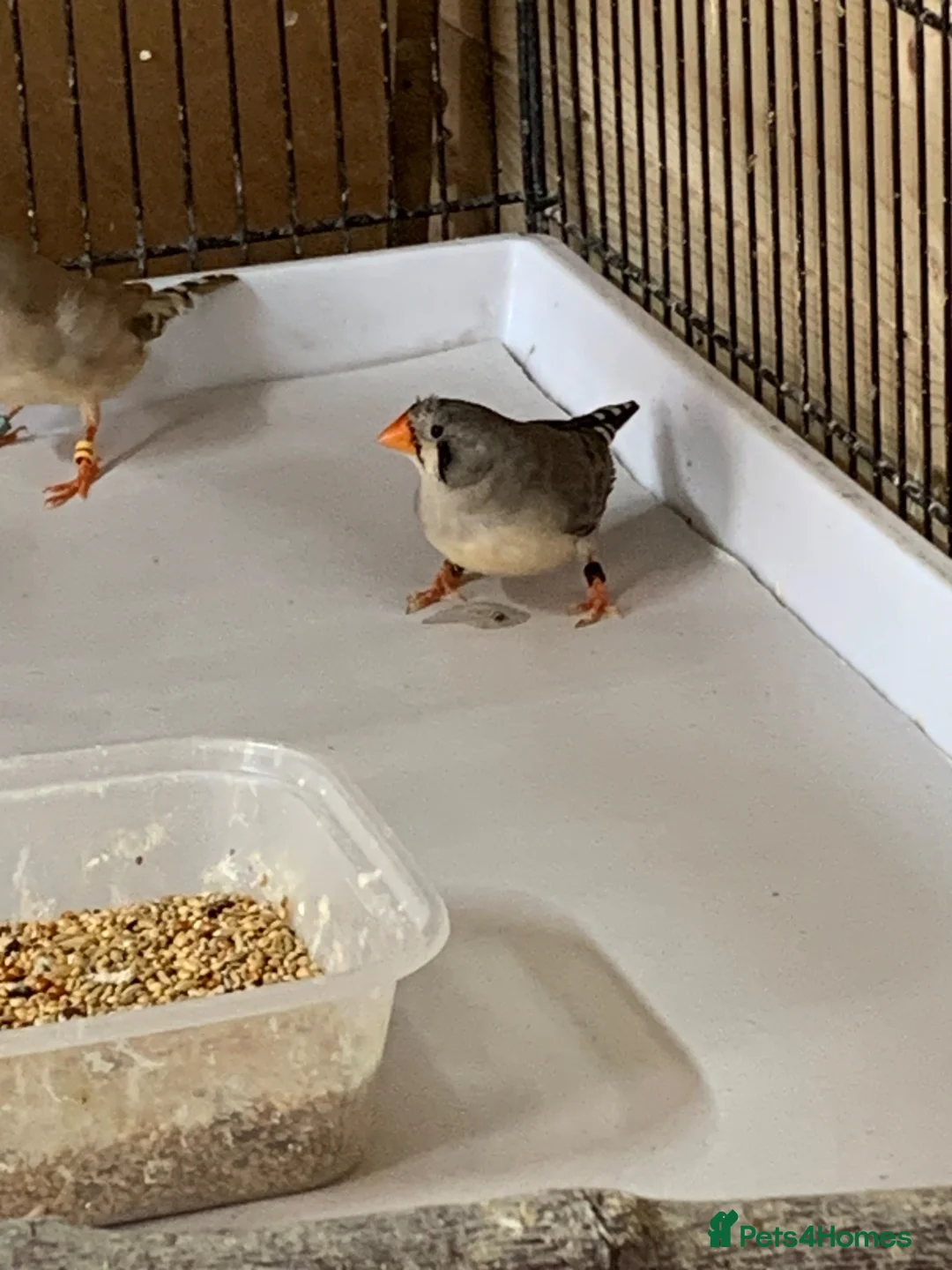Finches birds for sale: Zebra finches , please read ad in Cambridge - Advert 2