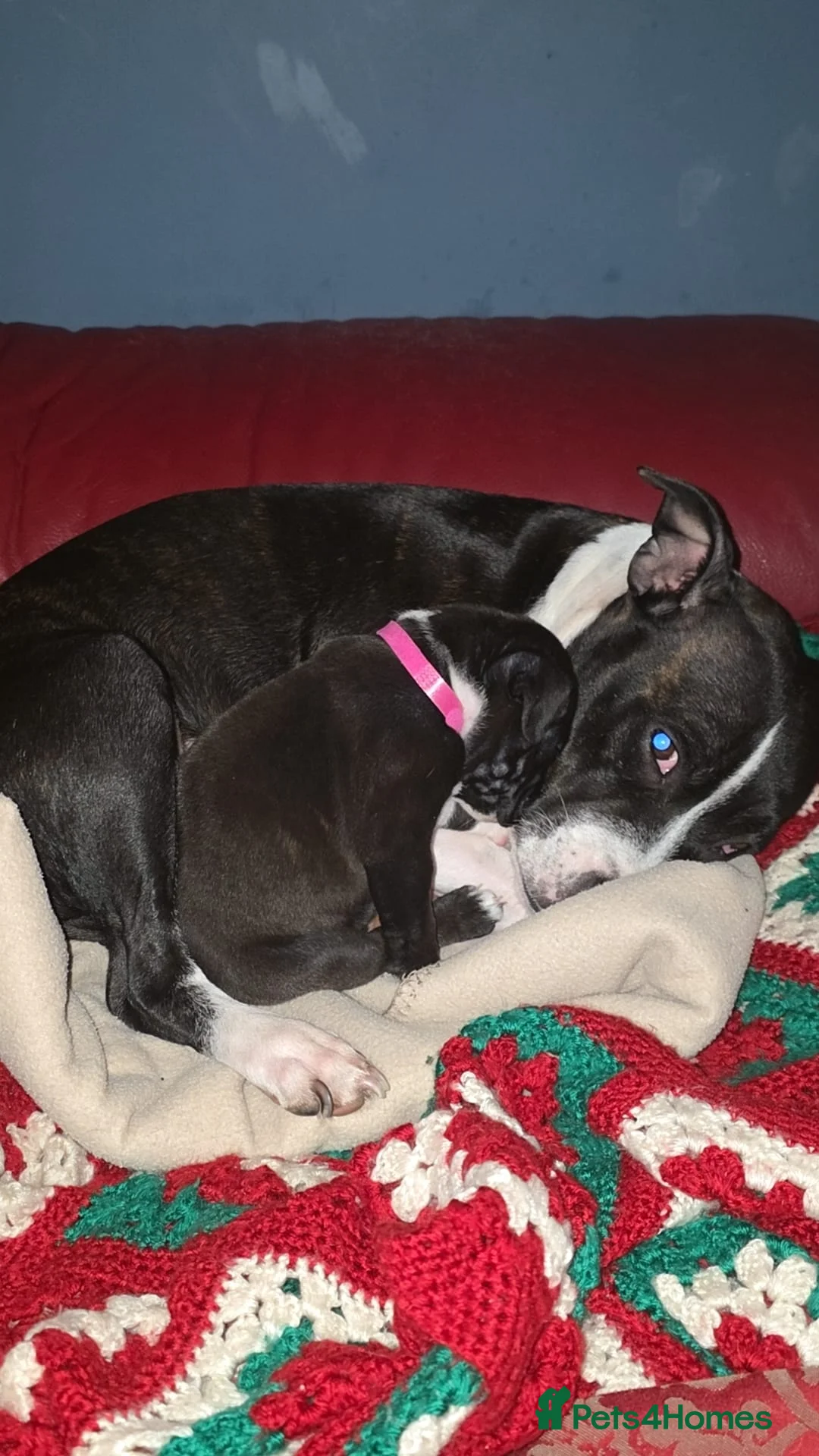 Staffordshire Bull Terrier dogs for sale: Full staffy pup only one girl  - Advert 1