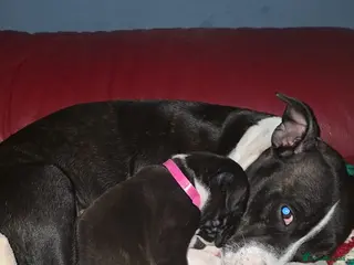 Staffordshire Bull Terrier dogs Full staffy pup only one girl - Advert 12