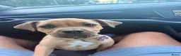 Presa Canario dogs for sale: Female presa 14 weeks in Faversham - Advert 3