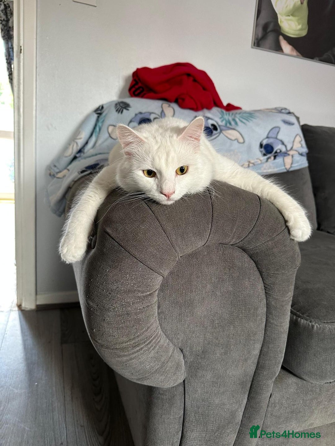 Turkish Angora cats for sale: Loving and affectionate Turkish angora  - Image 5