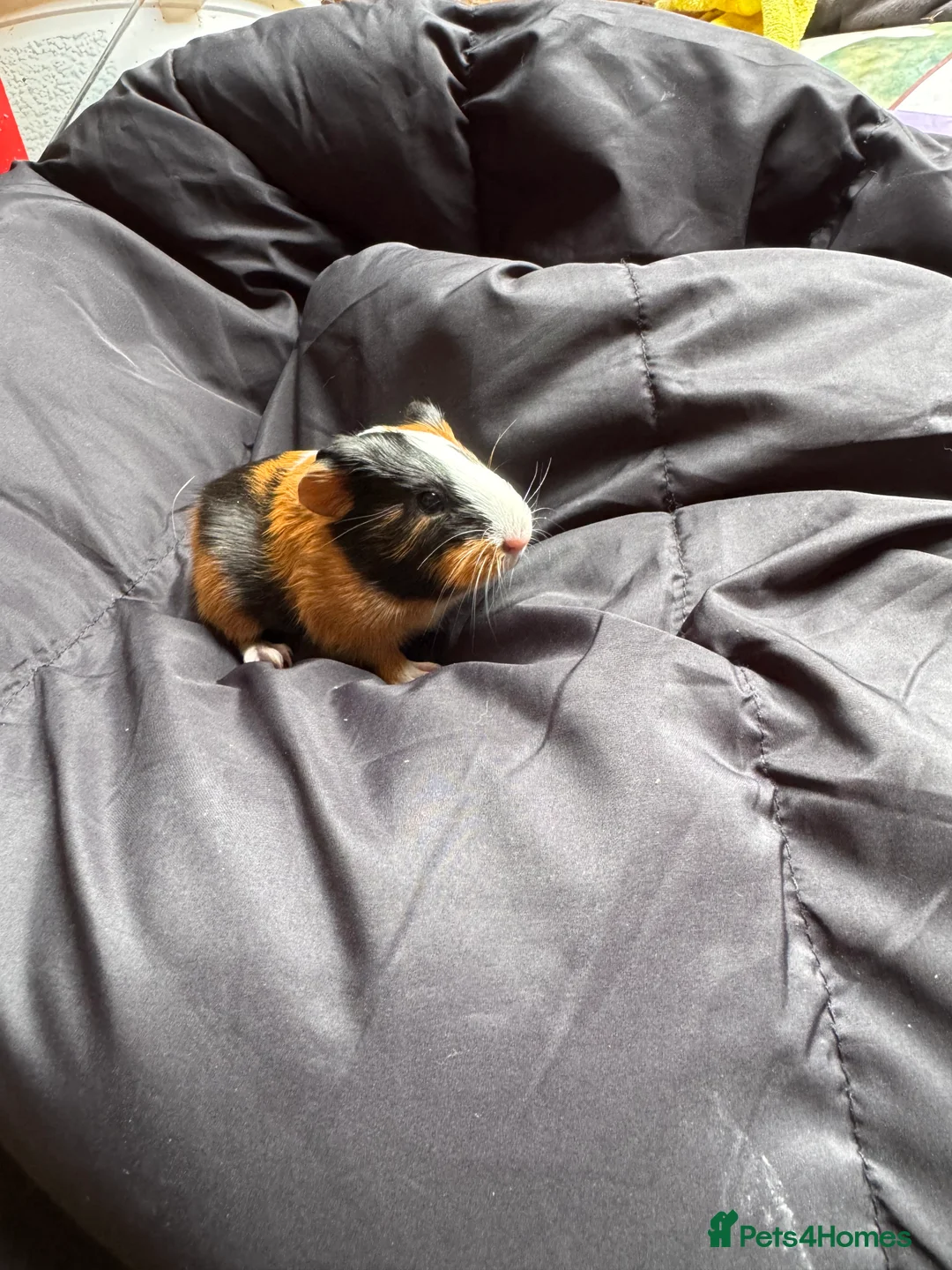 Guinea Pig rodents for sale: 6 beautiful friendly guinea pigs - Advert 14