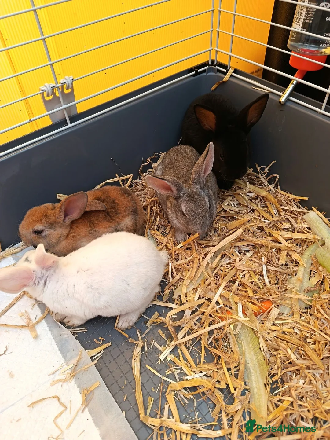 Rex rabbits for sale: Baby rabbit - Advert 11