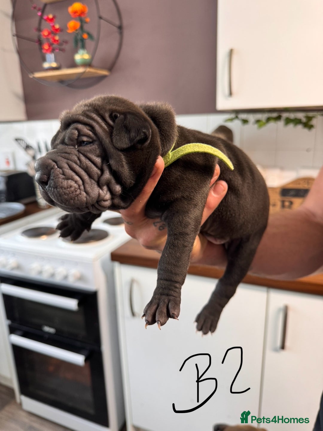 Shar Pei dogs for sale: Sharp pie puppies  - Image 11