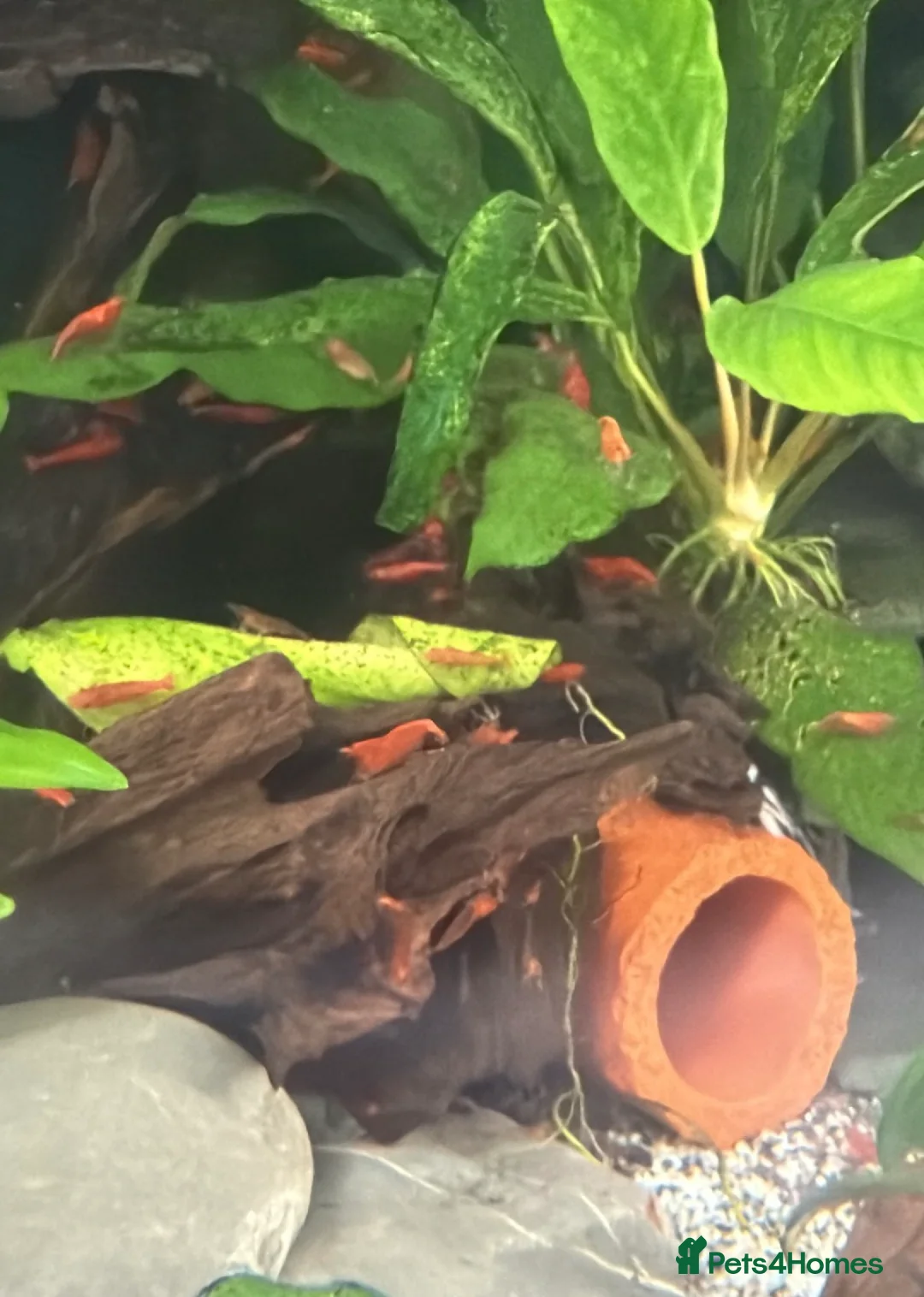 Shrimps fish for sale: Cherry shrimp 100- £85 delivered/honeycomb plecos  - Advert 2