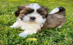 Shih Tzu dogs for sale: Cute male and female shih tzu puppies available - Image 3